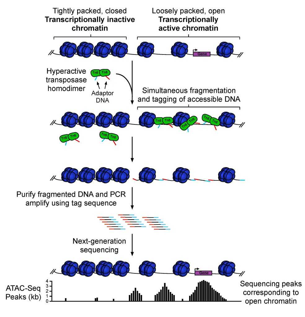 Figure 1. Diagram of the main steps of ATAC-Seq. (Dániel, Bence, et al. 2014)