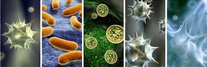 Soil Microbial Biodiversity Analysis