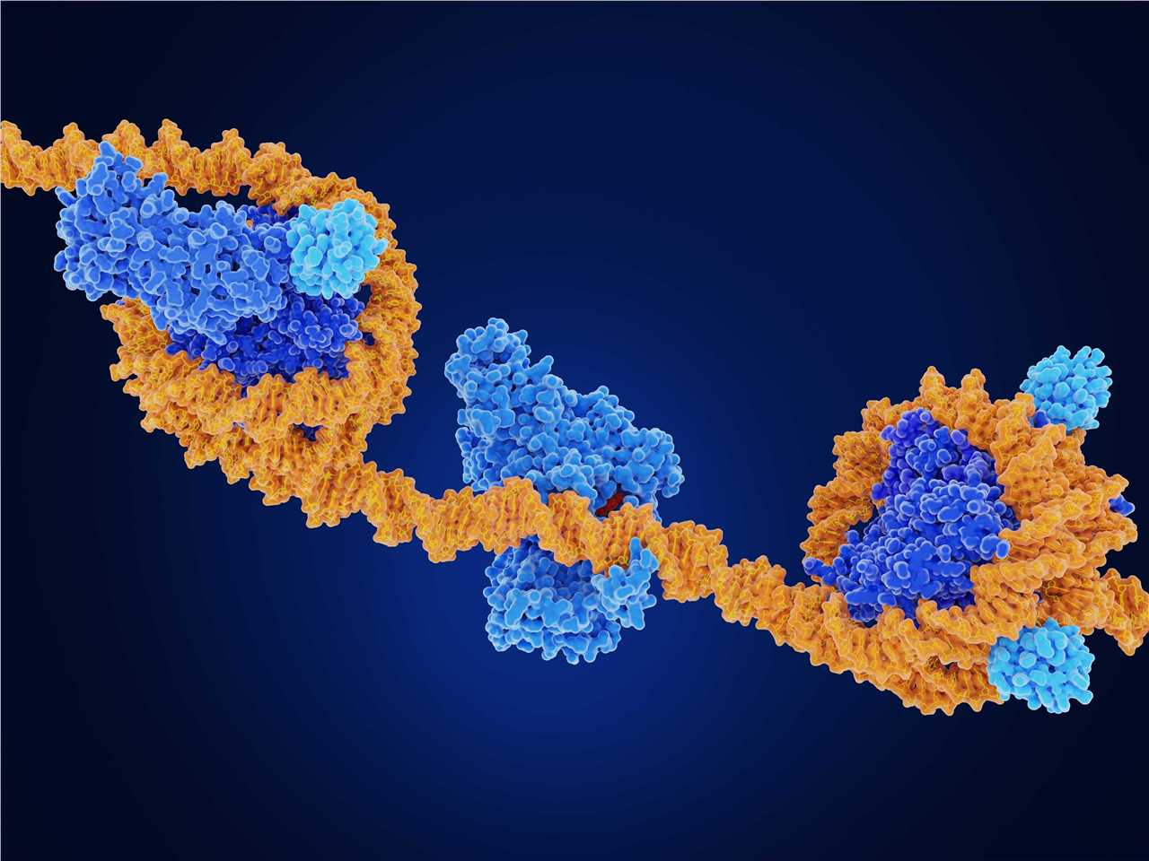 ChIP-Seq of Animal