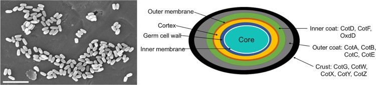 Structure of spores of Bacillus subtilis.