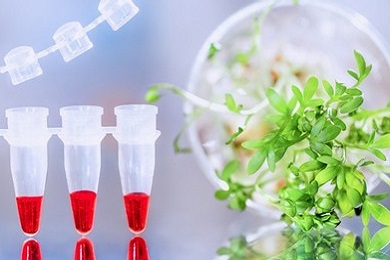 Loop-mediated isothermal amplification for plant pathogen detection