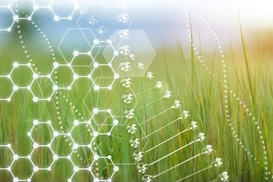 Functional analysis of phytopathogenic genes of plant pathogenic bacteria