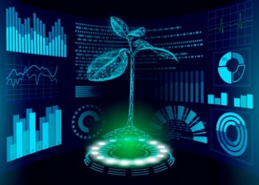 Sweet Protein Transgenic Plants Development