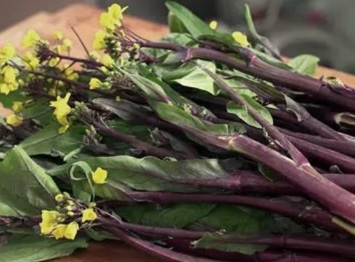 Brassica Campestris var. Purpuraria Transformation