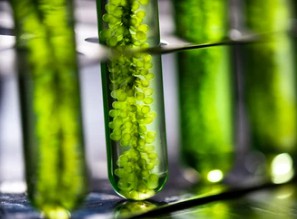 Identification and analysis of microalgae.