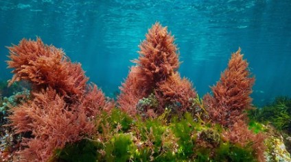 Red and green algae with blue water.