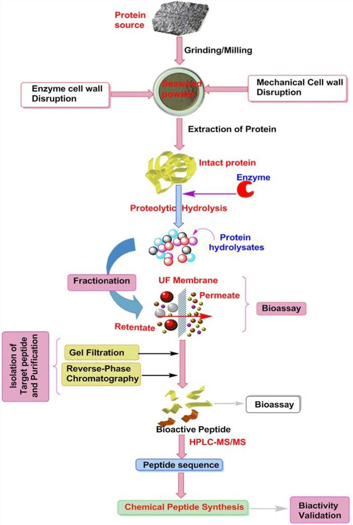 Extraction, purification and isolation procedures of bioactive peptides from seaweed protein.