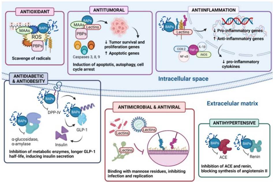 Summary of the mechanism of action of several reported seaweed proteins and seaweed bioactive peptides. 