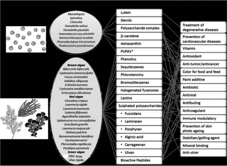 Components of secondary metabolites of marine algae and their possible application.