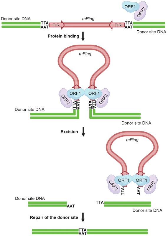 The ORF1 and ORF2 proteins are expressed from the Pong transposon and bind the mPing element to form a transposition complex