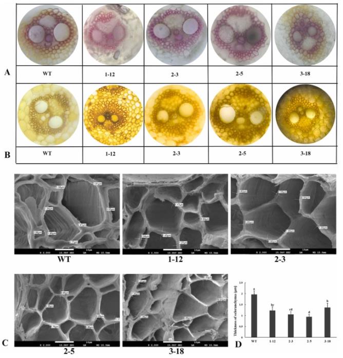 Photographs of the histochemical analysis for lignin by the Wiesner test and Maüle test of four edited lines and wild-type sugarcane. The thickness of the cell wall was measured using a field emission SEM and a plot depicting the average cell wall thickness.