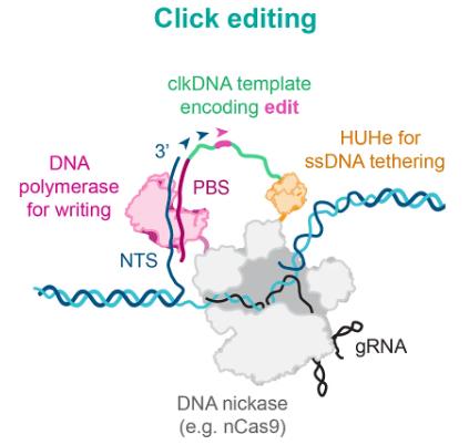 Schematic diagram of the structure of click editors.