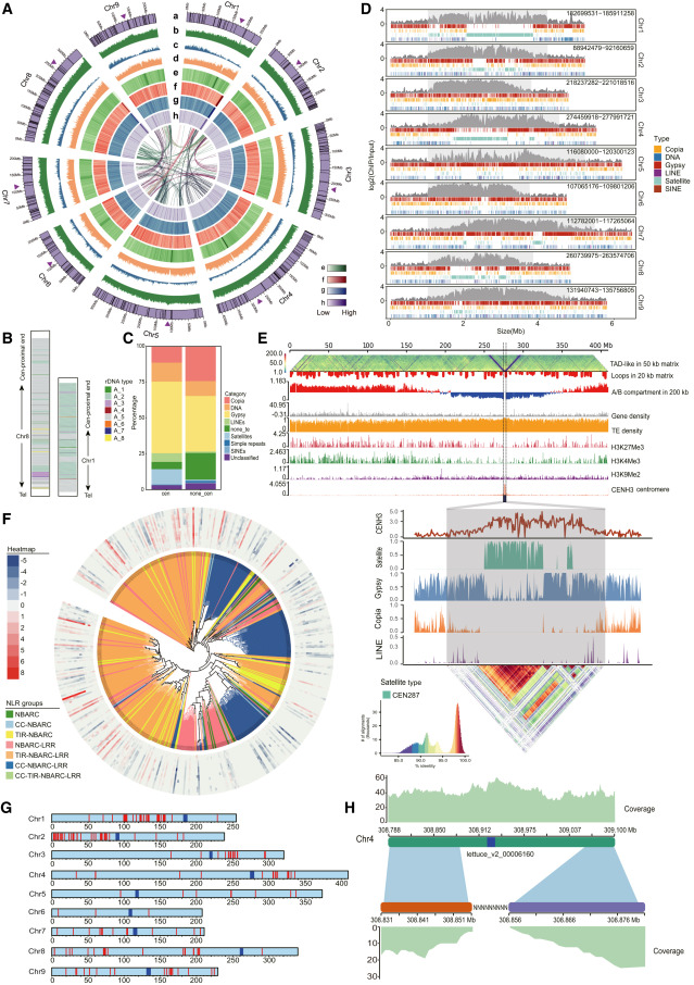 The complete genome of lettuce reveals the centromere structure, epigenetics and disease resistance gene landscape of the NLR family.