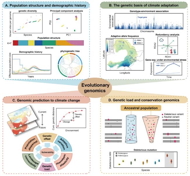 The value of integrating evolutionary genomics approaches and strategies for understanding and responding to rapid climate change in forest trees from four ways.