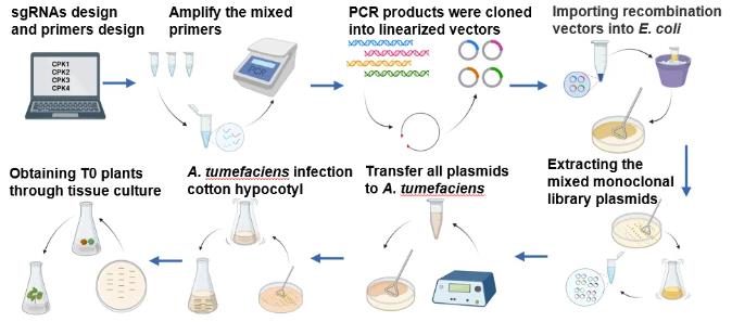 Schematic diagram of constructing a mutant library of the CDPK gene family in upland cotton.