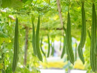 Luffa Aegyptiaca Miller Transformation