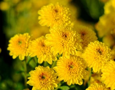 Chrysanthemum Morifolium Transformation