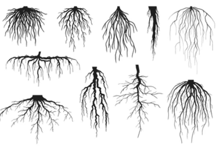 4-1-5-1-3-root-image-analysis-1