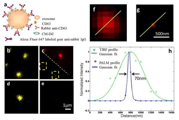 Figure 1. TIRF and PALM/STORM imaging of HeLa exosomes. (Chen et al., 2016)