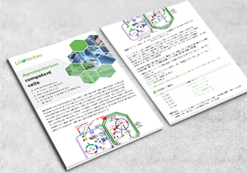 Agrobacterium Competent Cells