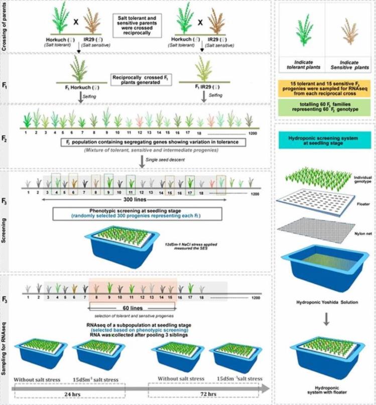 Gene Expression analysis associated with salt stress in a reciprocally crossed rice population.