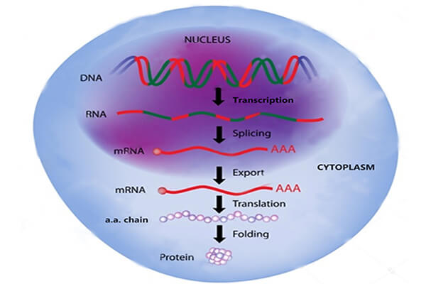 Gene Expression Profiling