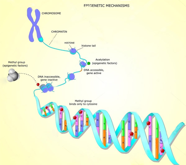 Epigenetics Analysis