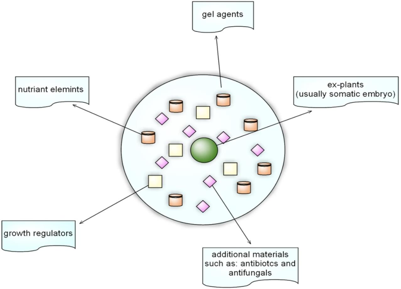 Artificial seed concept