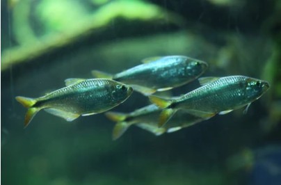 Figure 1. Mexican tetra (Astyanax mexicanus) is the blind cavefish.