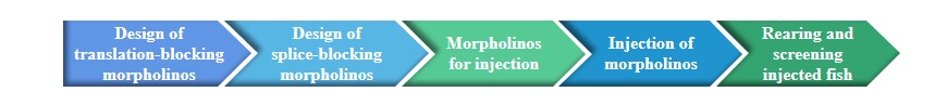 Figure 3. Flow chart of Morpholino knockdown technology services.