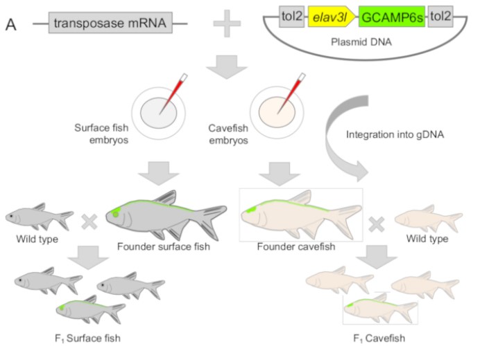 Figure 4. Flow chart of Tol2 transgene technology services. (Stahl, B. A, et al. 2019)