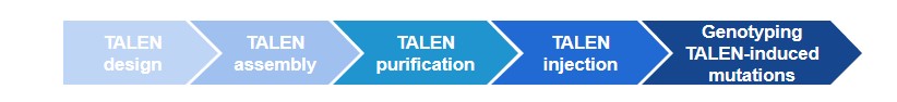 Figure 5. Flow chart of TALEN technology services.