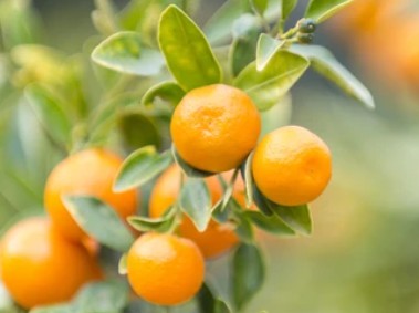 Citrus reticulata Transformation