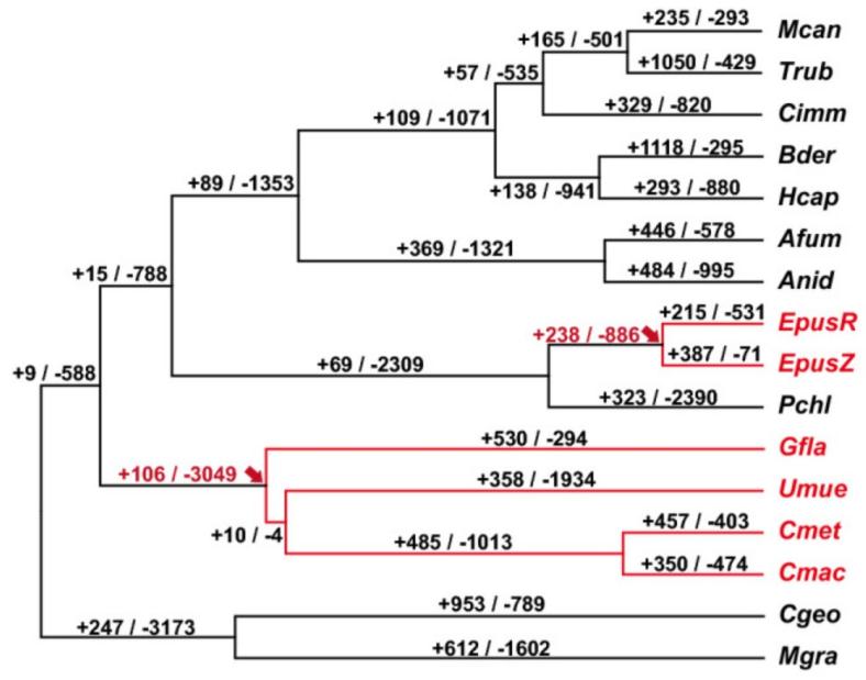 Figure 1. CAFE-based computational amplification and contraction of fungal gene families.