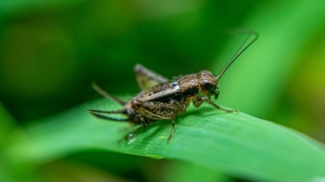 Cricket Gene Editing