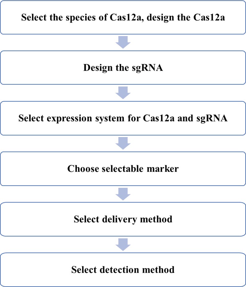 Simultaneous editing of six sites by Cas12a for multiplexed engineering of quantitative traits in rice.