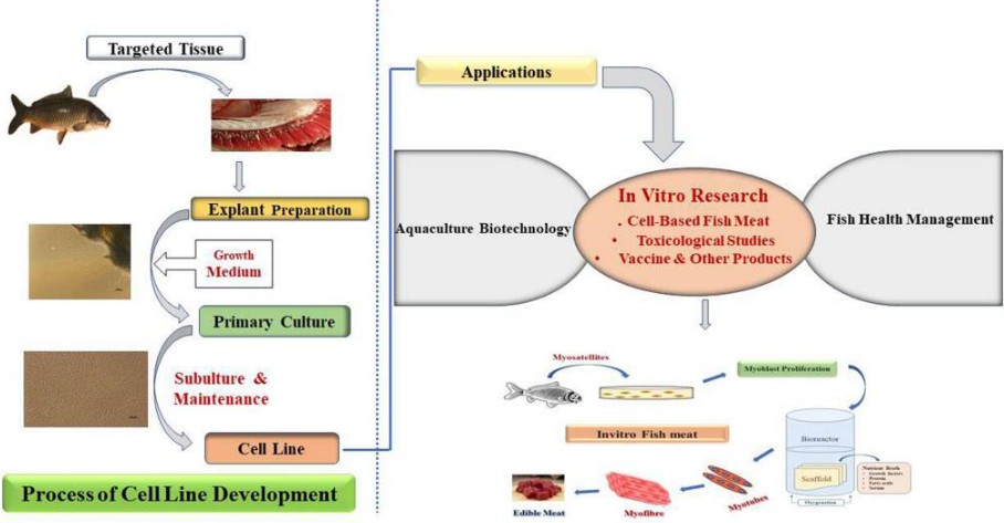 Implications of fish cell line in aquaculture.