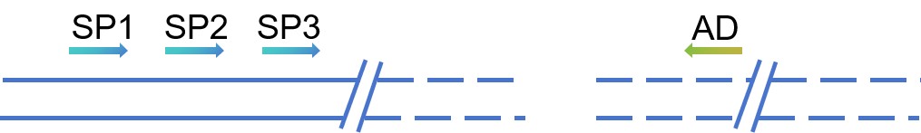 Basic principle for DNA walking PCR - Lifeasible