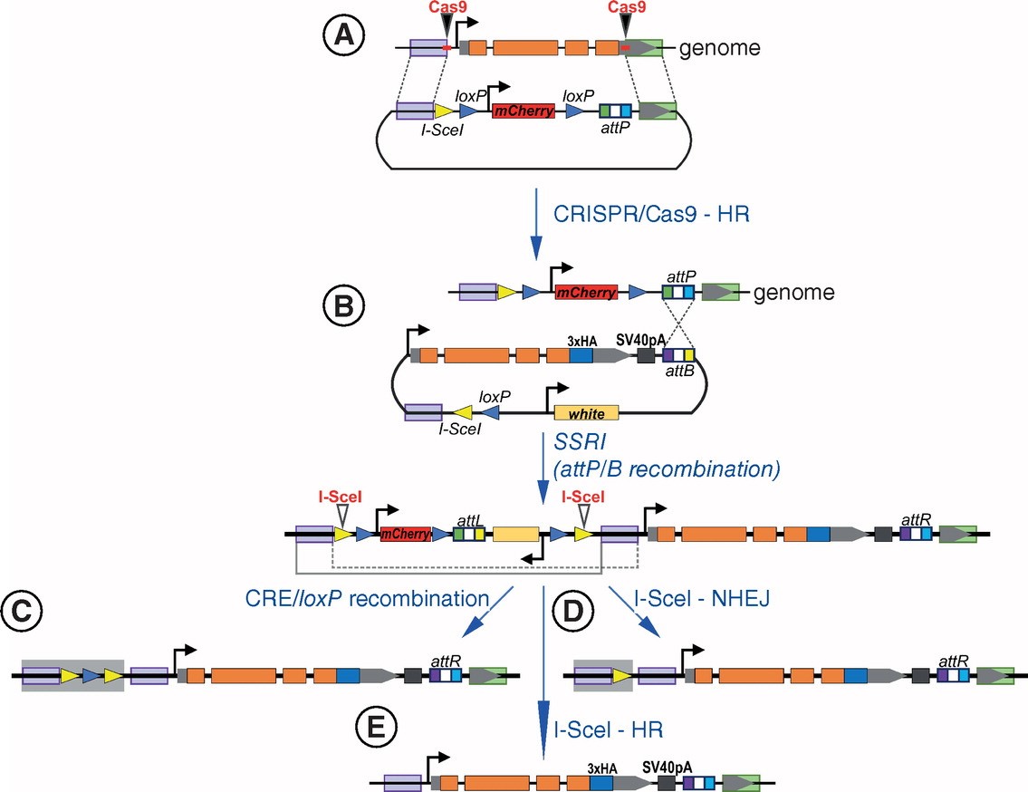 Drosophila Gene Editing