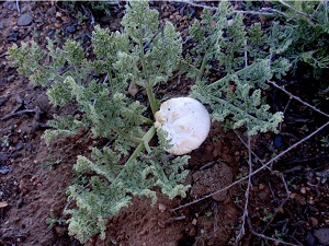 Pleurotus tuoliensis Transgenic