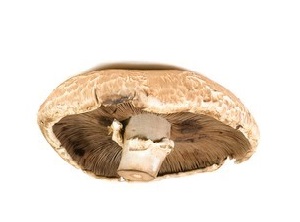 Agaricus bisporus Transgenic