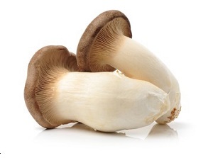 Pleurotus eryngii Transgenic