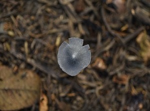 Coprinopsis cinerea Transgenic