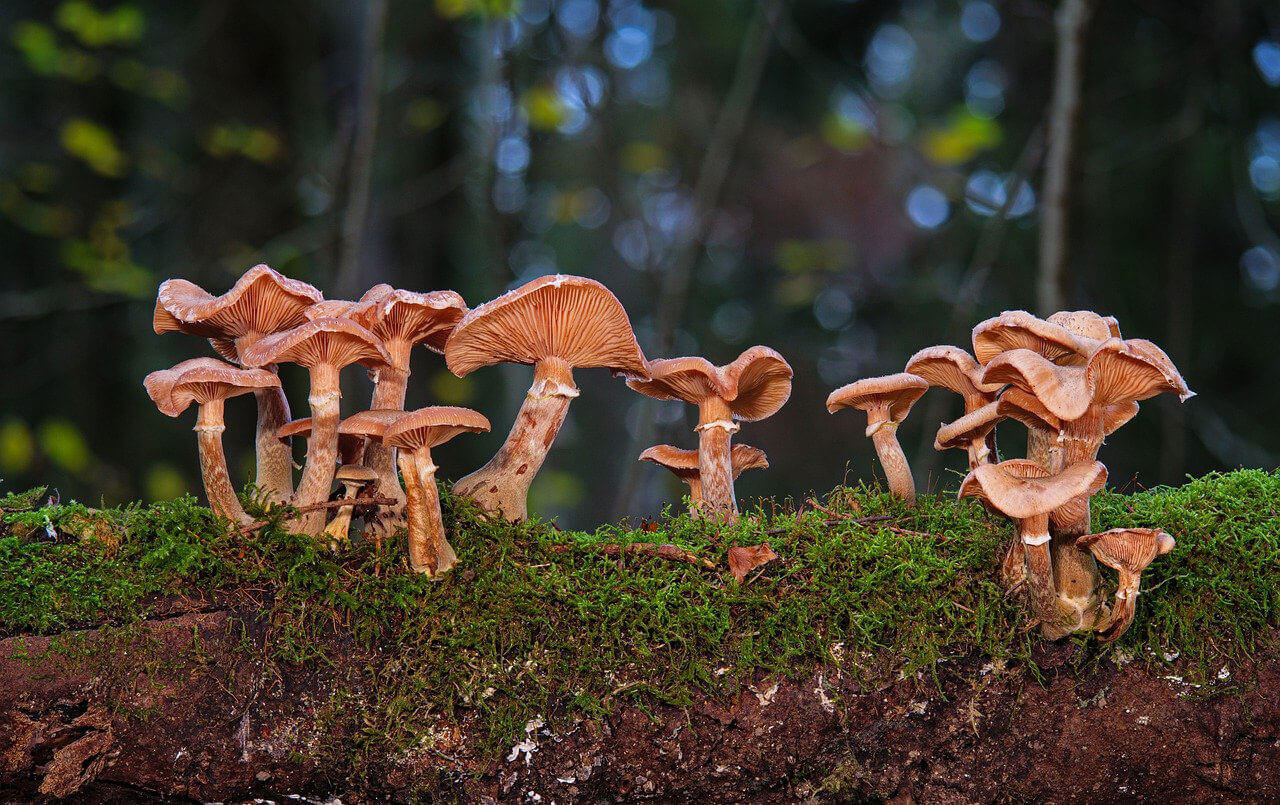 Edible Mushroom Transgenic Service