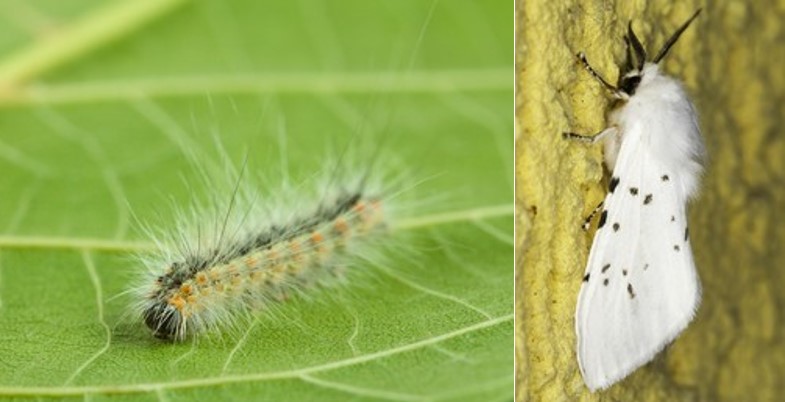 Fall Webworm Gene Editing