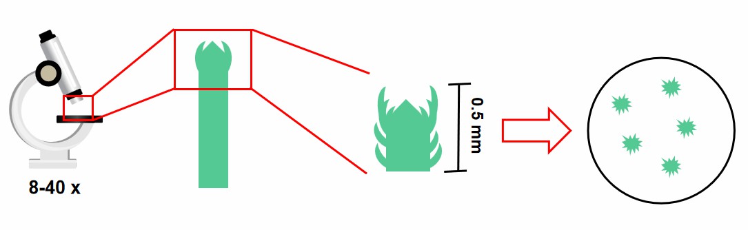 The procedures of stripping stem tips and inoculation