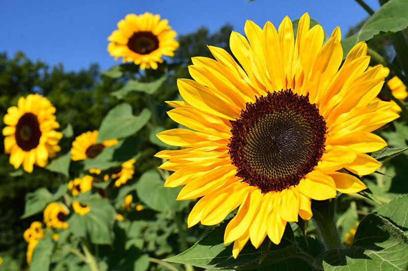 Helianthus annuus L.