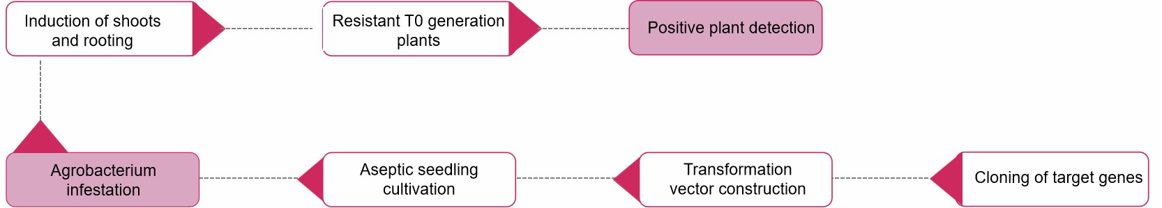 Fig. 2. Our service workflow - Lifeasible