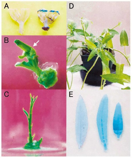 Fig. 1. Transformation of Ipomoea aquatica