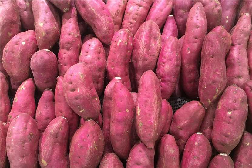 Ipomoea batatas (L.) Lam.